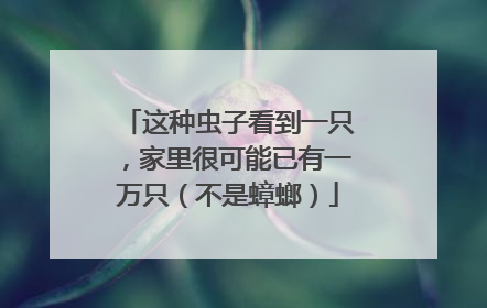 这种虫子看到一只，家里很可能已有一万只（不是蟑螂）